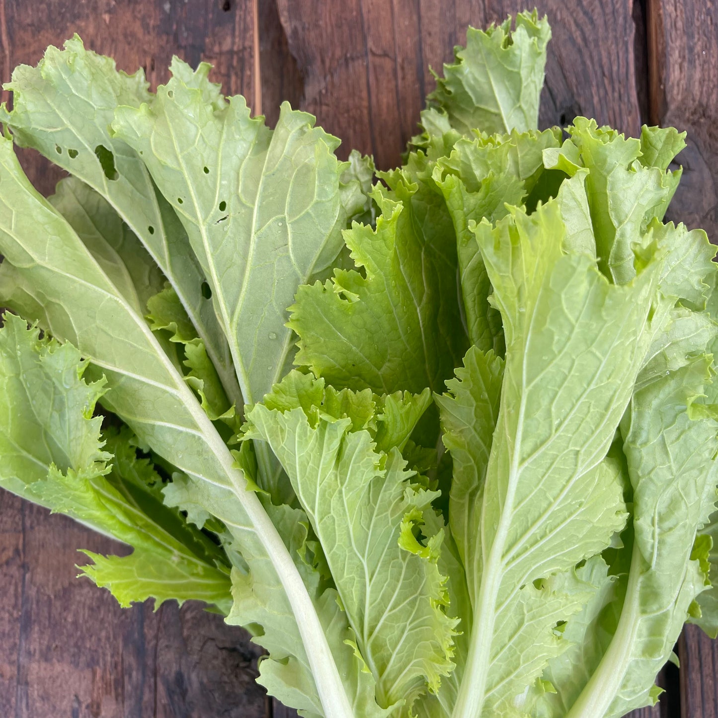 自然栽培 山東菜(坂田さん)