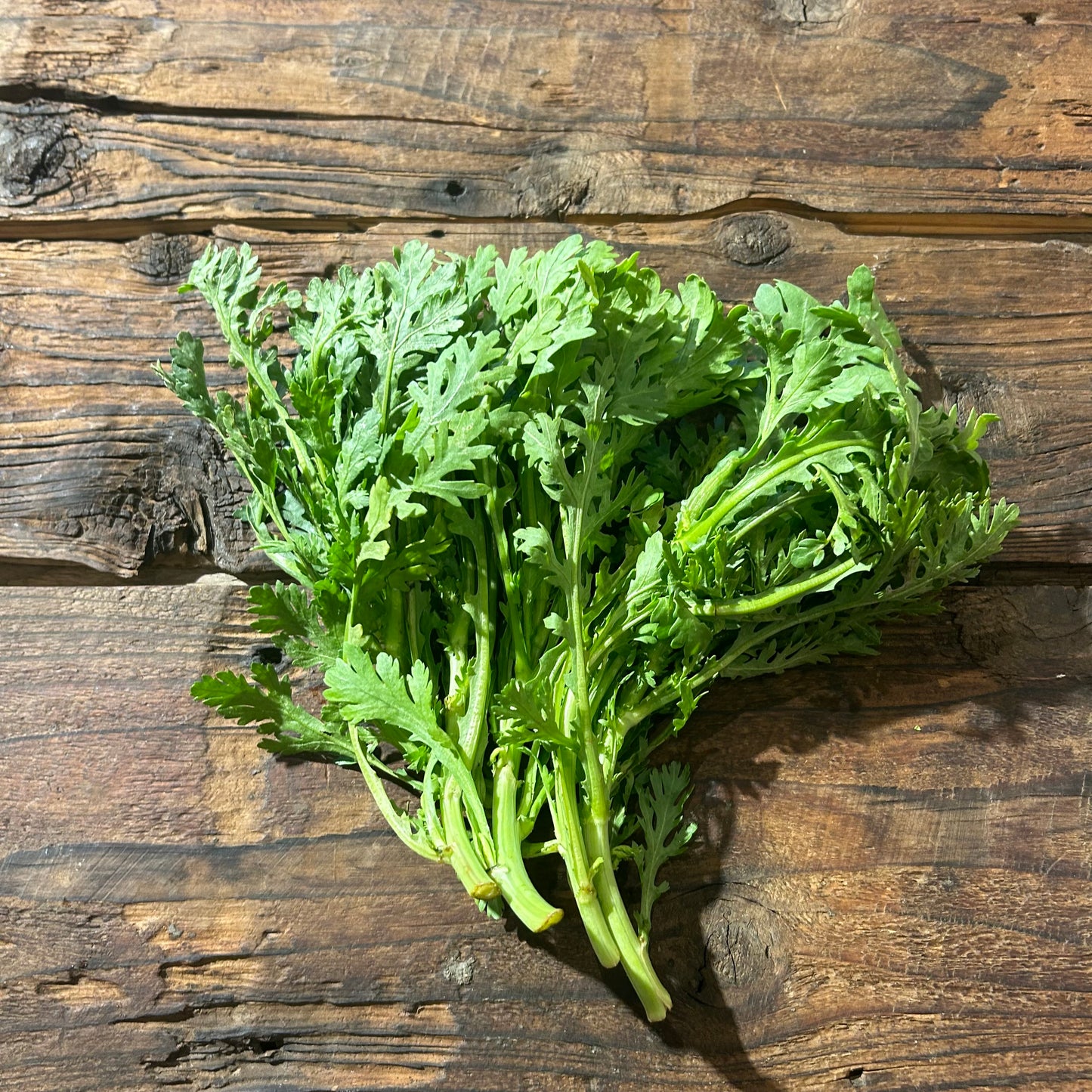 【ジャンボ用】自然栽培春菊(坂田さん)