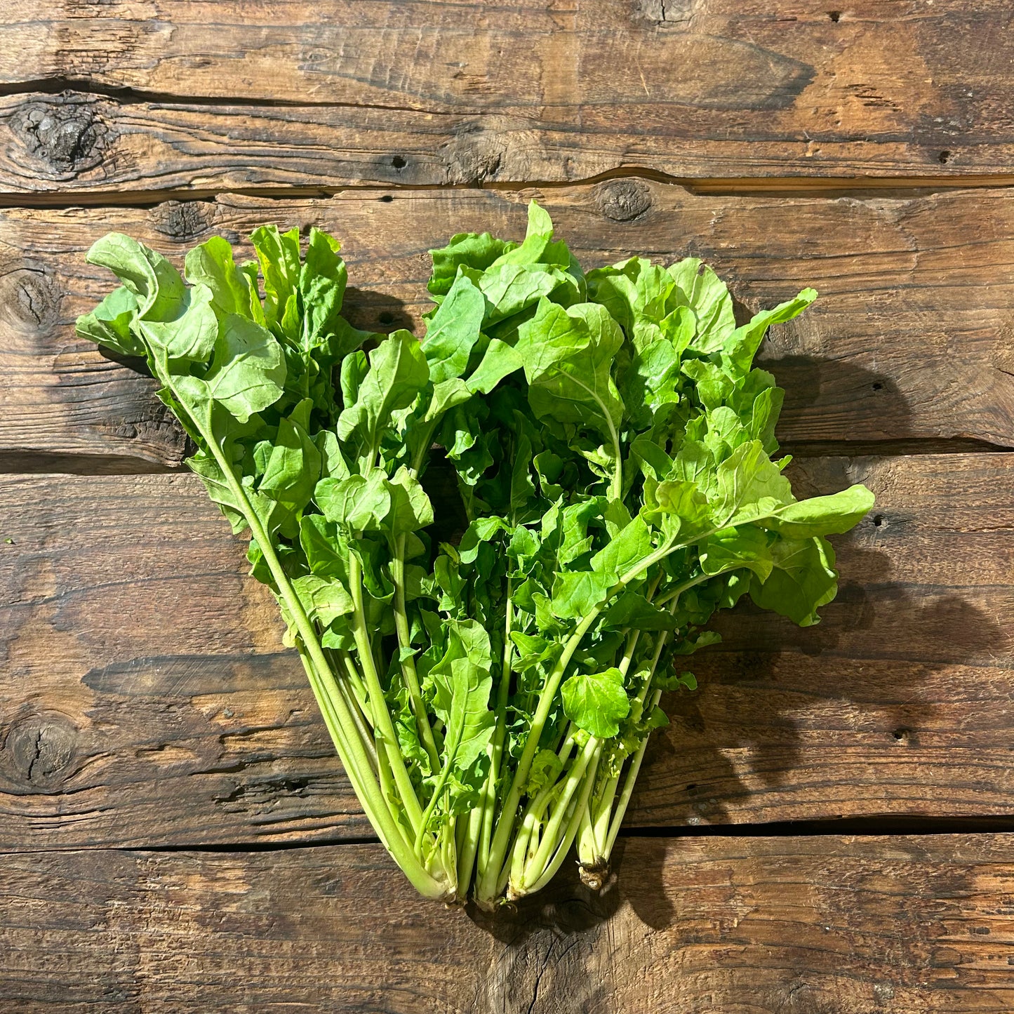 【ジャンボ用】自然栽培ルッコラ(坂田さん)