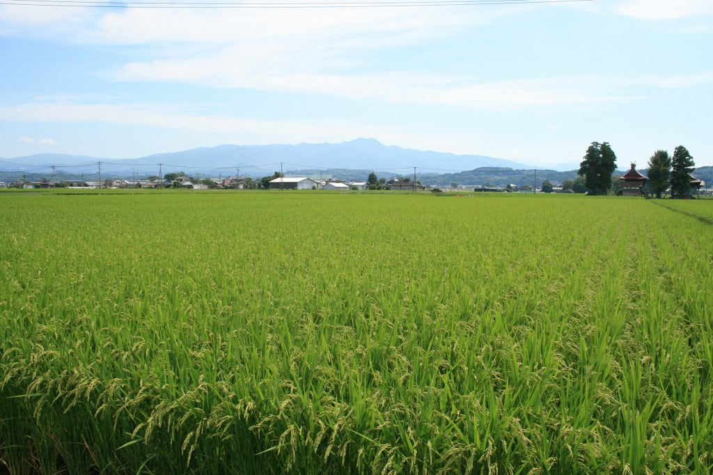 ◎【2025年米】上野松年さん 自然栽培米ヒノヒカリ(通常販売用)