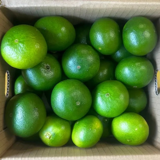 【数量限定】自然栽培 みかん(にしだ果樹園)