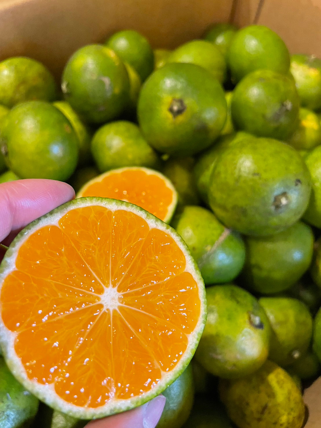 自然栽培みかん(池田さん)