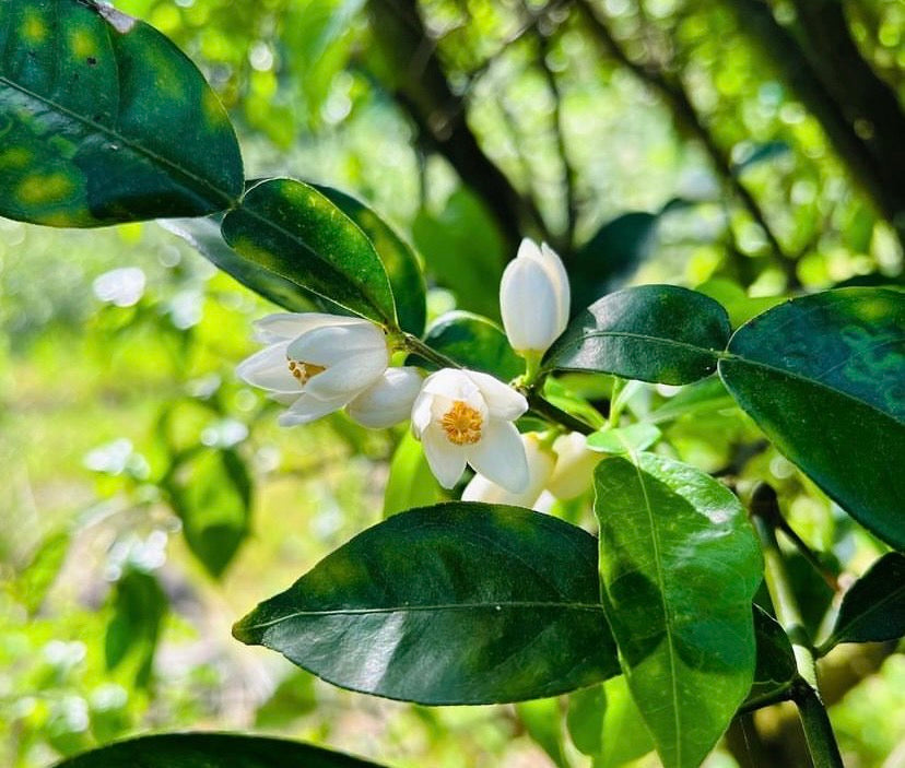 【数量限定商品】自然栽培 グリーンシトラス3種詰め合わせ