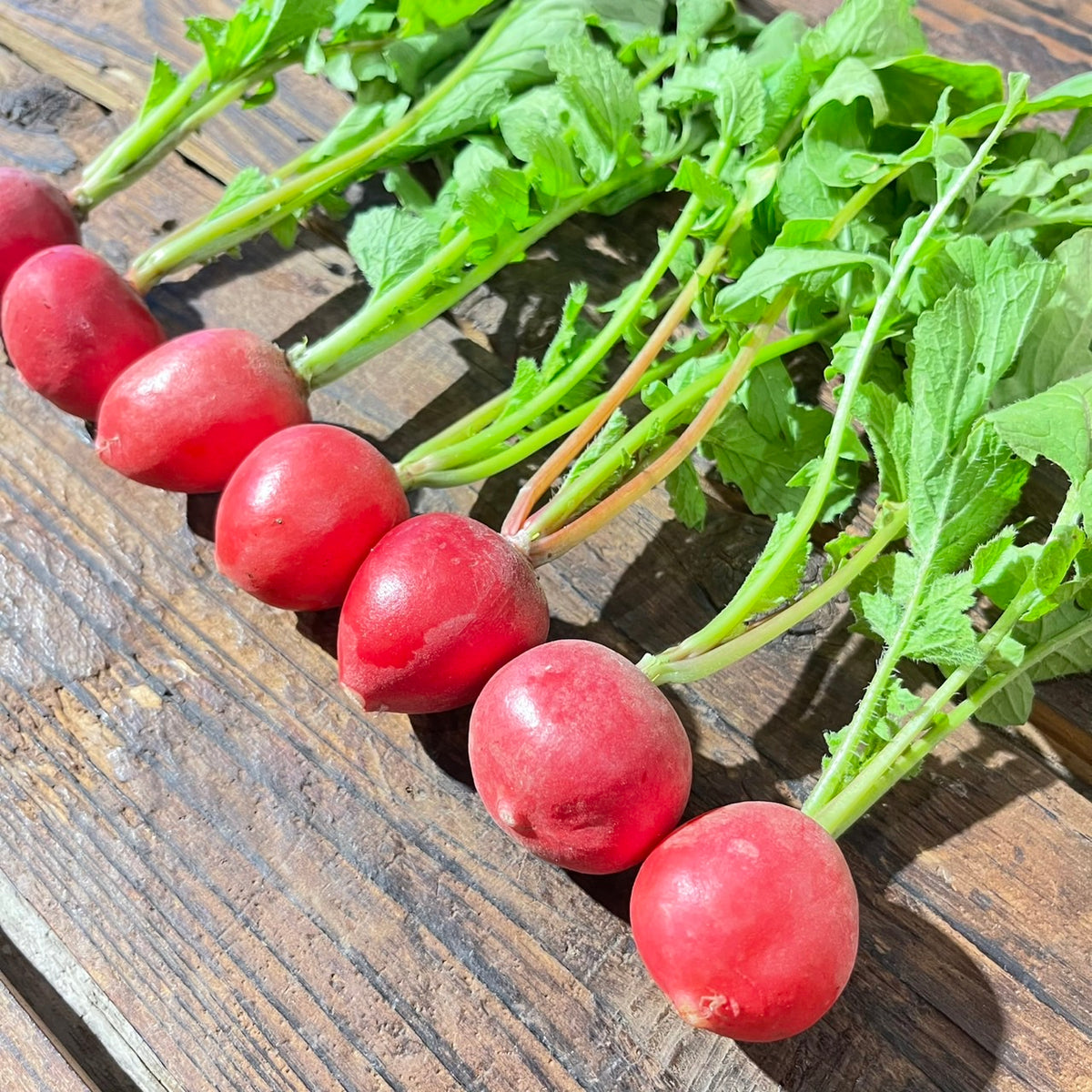Naturally grown radishes (Ueno-san)