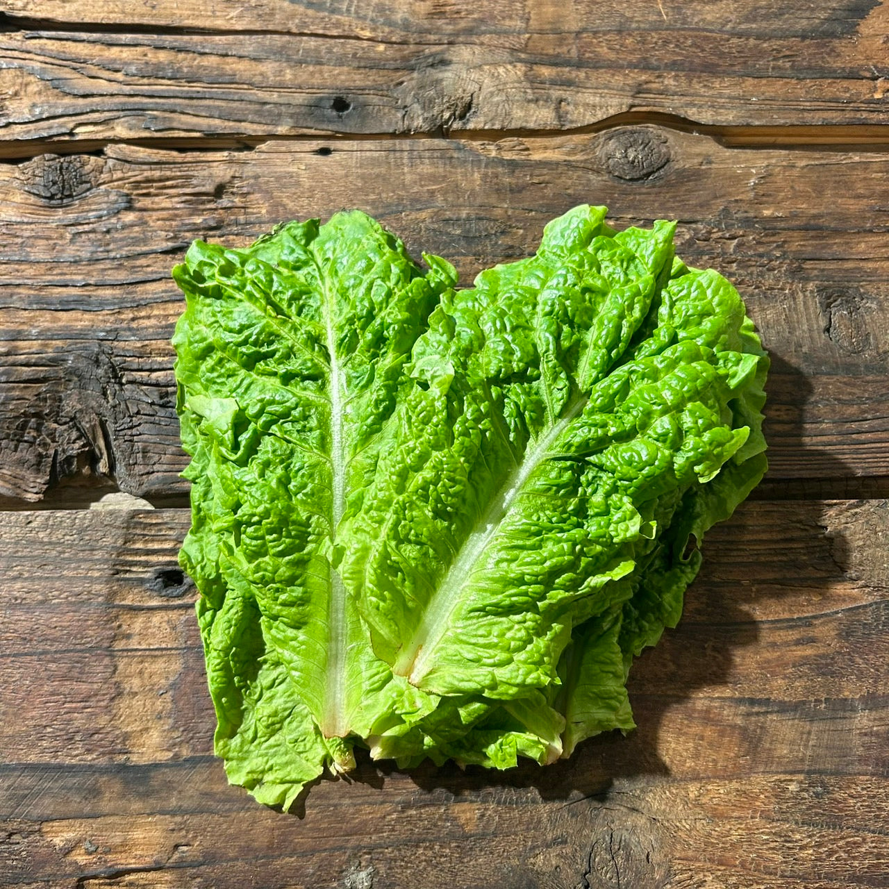 自然栽培サンチュ(上野さん)