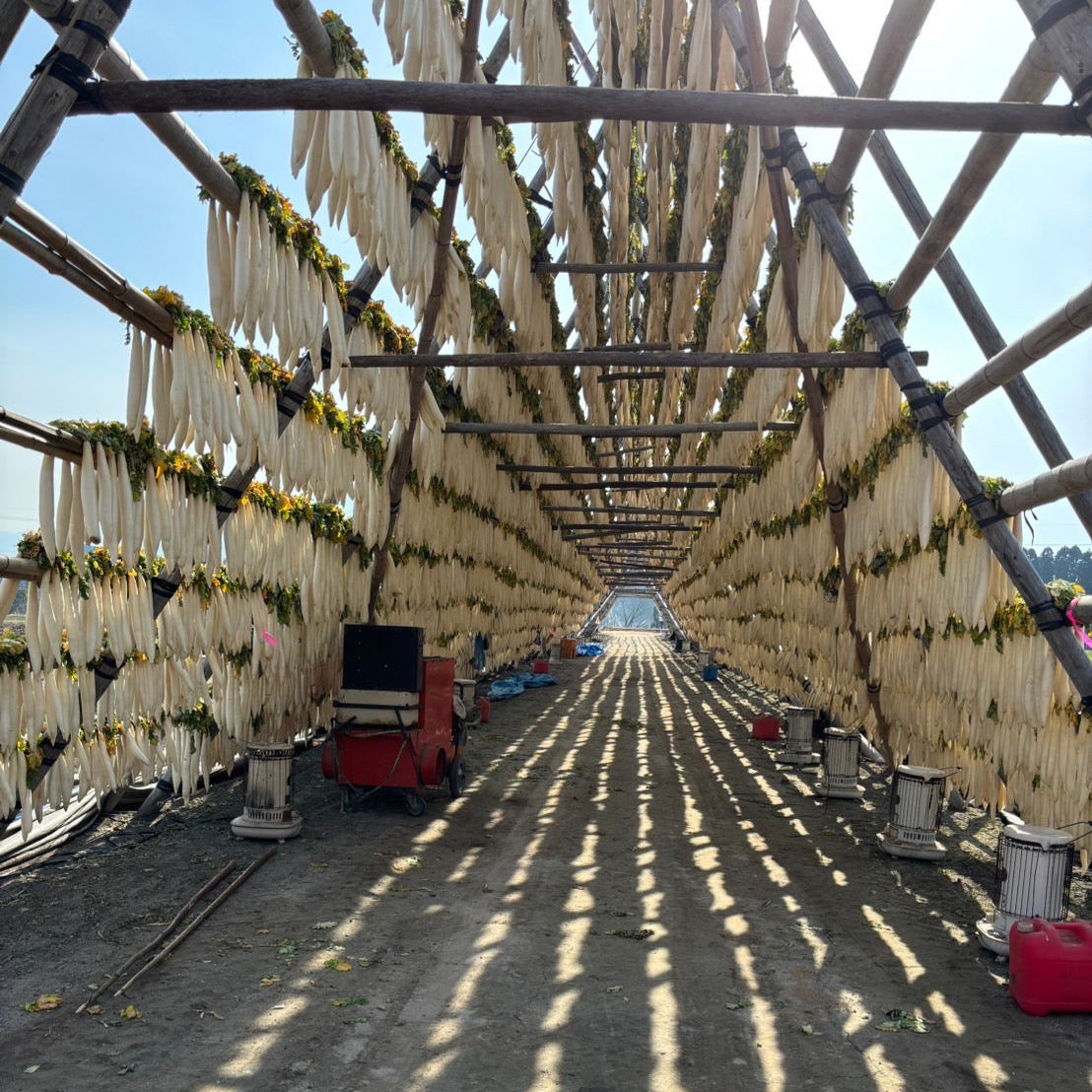 自然栽培 干し大根(1本 約160g)