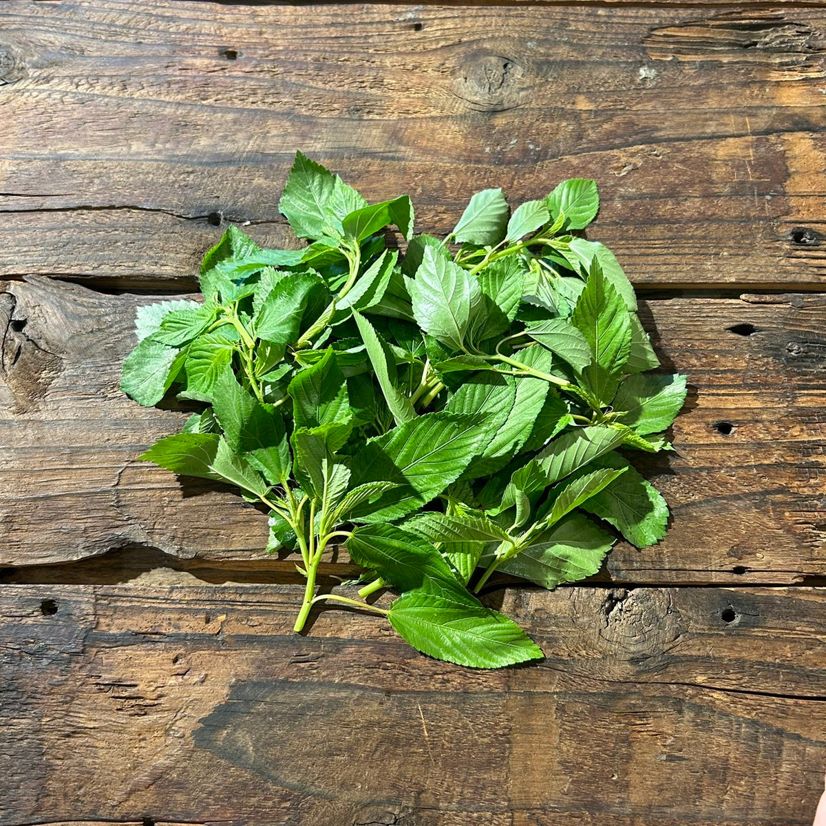 Naturally grown water spinach (by Sakata)