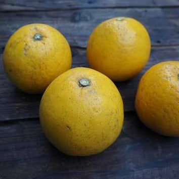 自然栽培河内晩柑(西田さん)