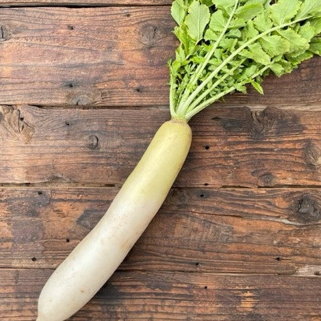 自然栽培大根(坂田さん)