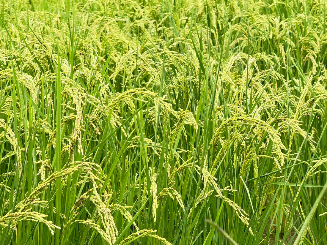 力強い”菊池の輝き”の稲穂