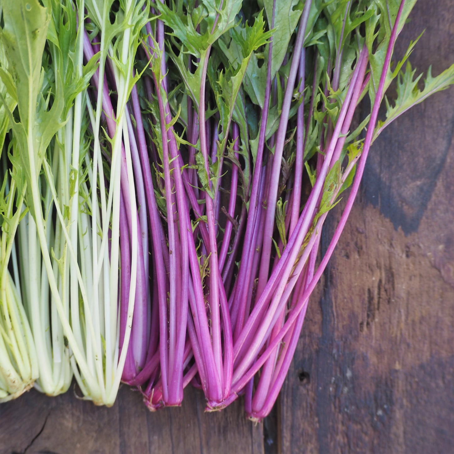 自然栽培水菜(上野さん)