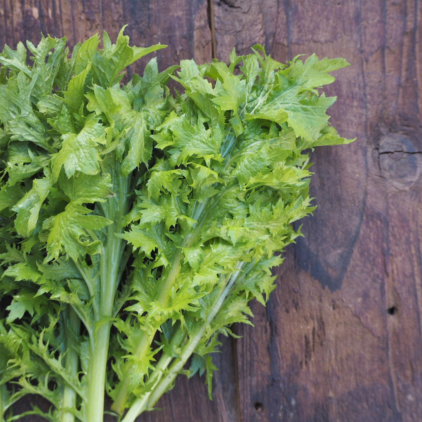 自然栽培わさび菜(上野さん)