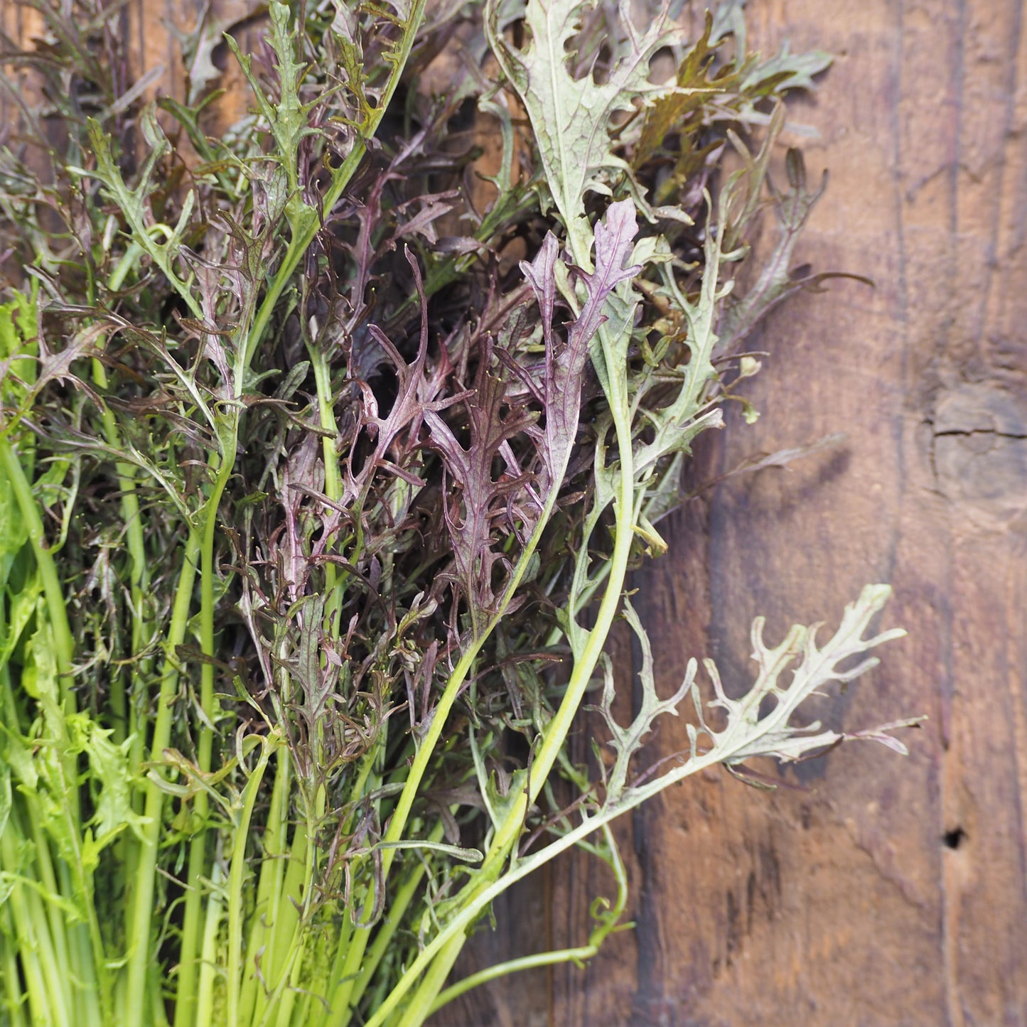 Naturally grown mustard greens (Ueno-san)