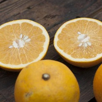 自然栽培 八朔(福島さん)