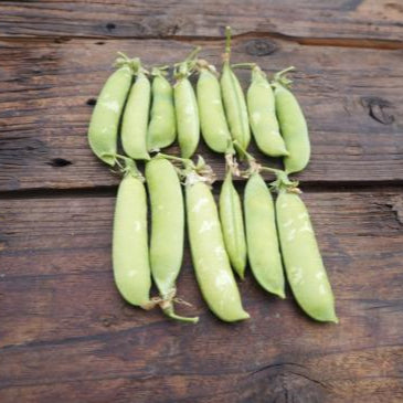 自然栽培グリーンピース (福澤さん)