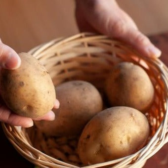 自然栽培じゃがいも 北あかり(福澤さん)