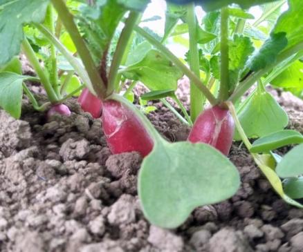 自然栽培ラデッシュ(坂田さん)