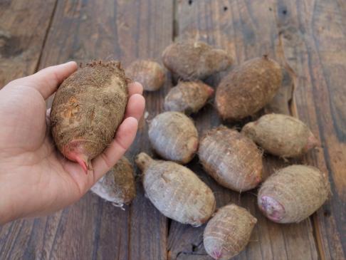 Naturally grown red sprout taro (Toyonaga-san) 1kg