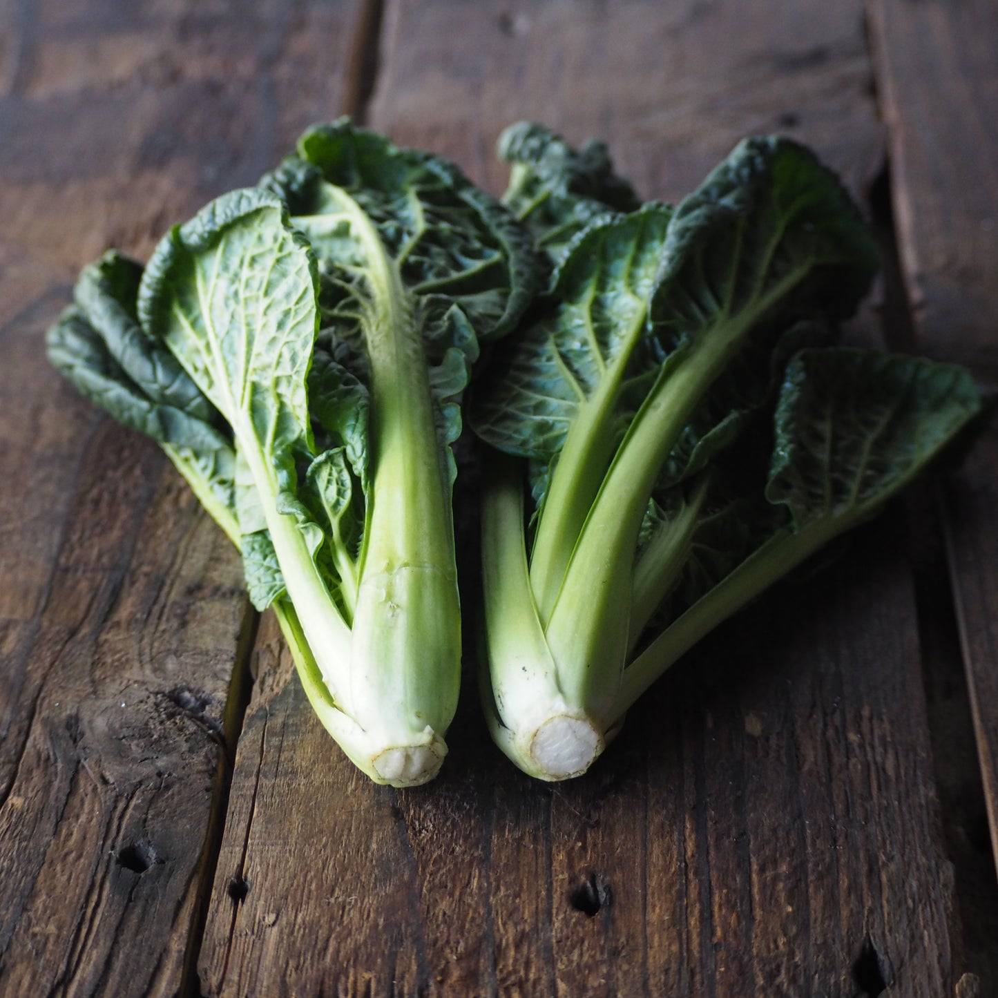 自然栽培ちぢみ菜(上野さん)