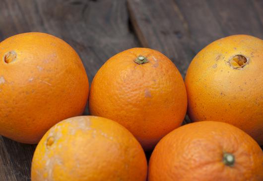 自然栽培ネーブルオレンジ(福島さん)