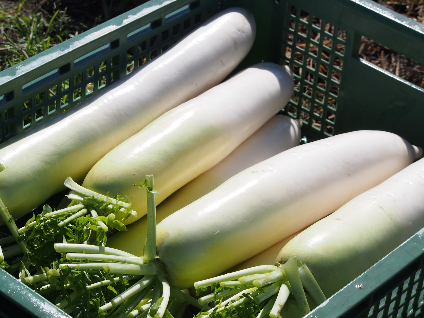 【ピュアリィオリジナル】自然栽培切干大根 80g