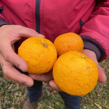 Naturally grown yuzu (Nishida Orchard)