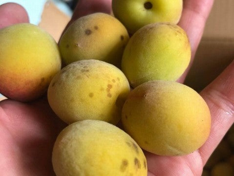 【数量限定】自然栽培 完熟梅