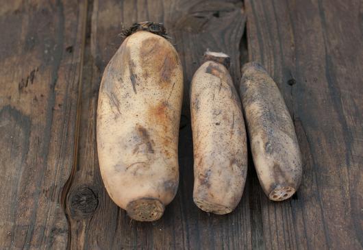 農薬不使用 早生レンコン(水の子会)