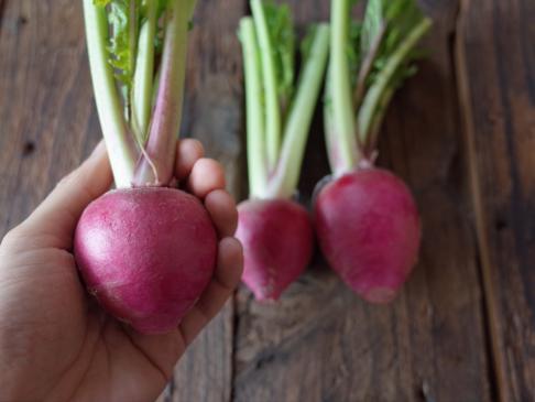 自然栽培 赤カブ(福元さん)