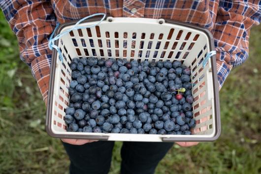 自然栽培 冷凍ブルーベリー1㎏