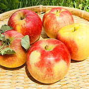 6 apples (Jonagold) grown with reduced pesticides and no chemical fertilizers (approx. 1.8 kg)