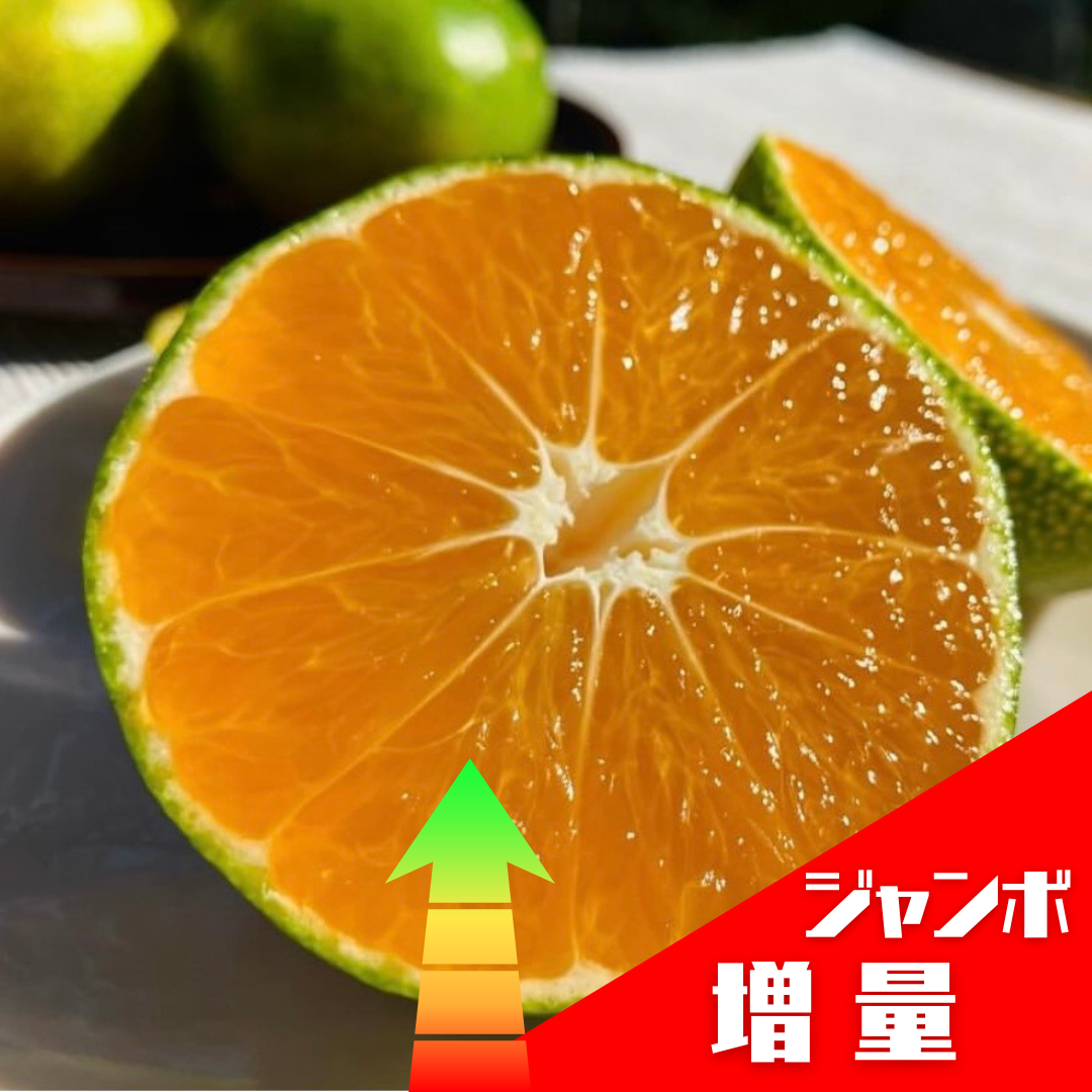 【ジャンボ増量】自然栽培 極早生みかん（宗さん）