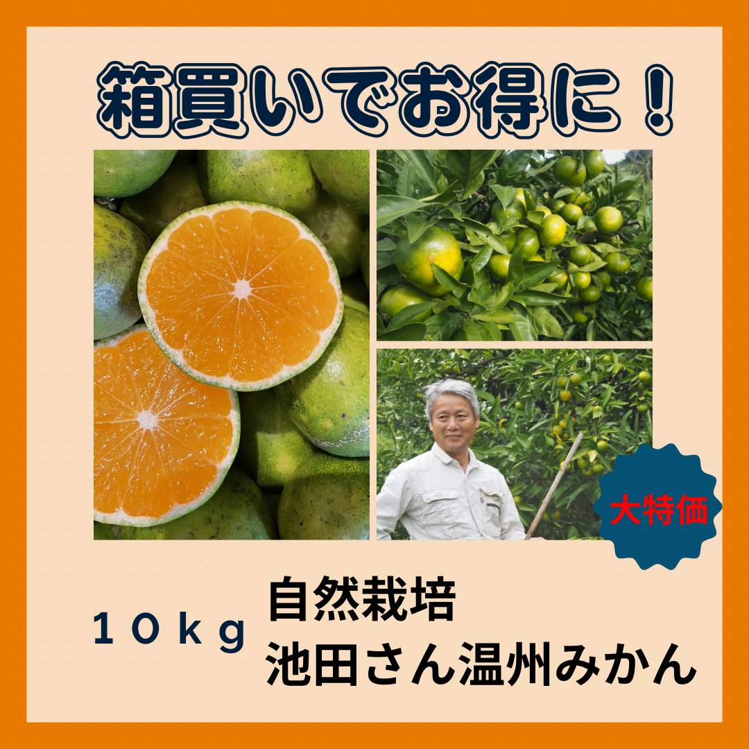 【箱買い】自然栽培みかん（池田さん）