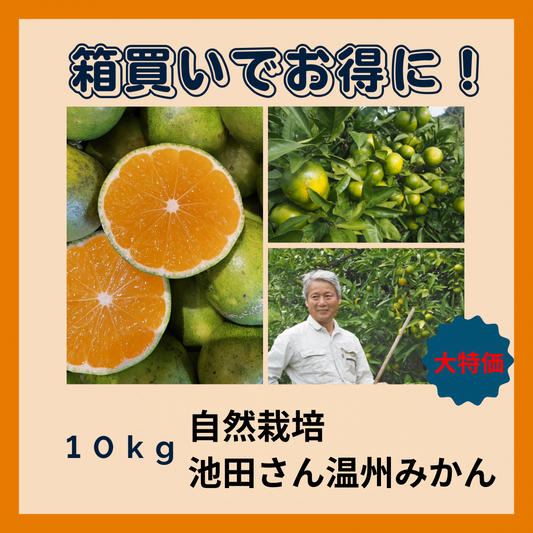 【箱買い】自然栽培みかん（池田さん）