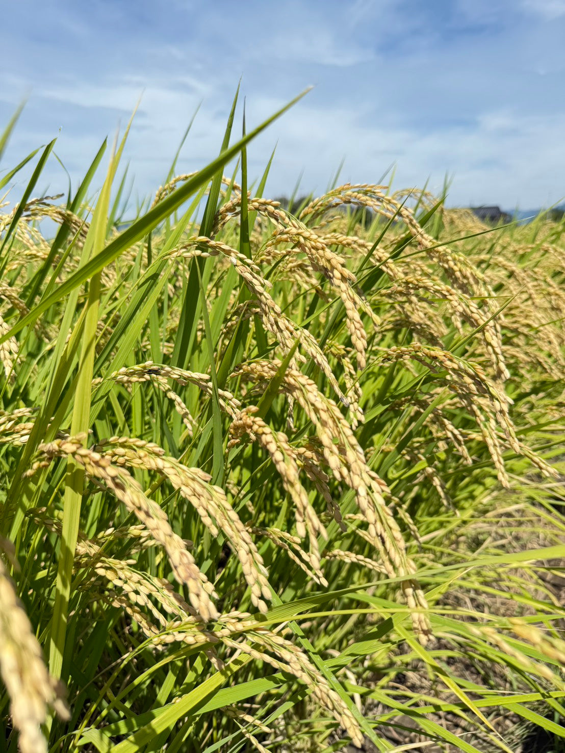 収穫を迎えた2026年産 自然栽培米 菊池の輝きの稲穂