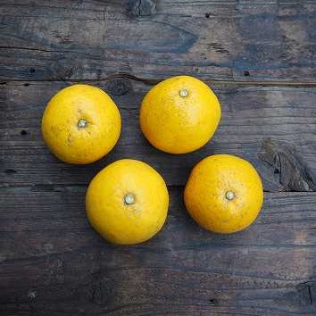 自然栽培河内晩柑（西田さん）