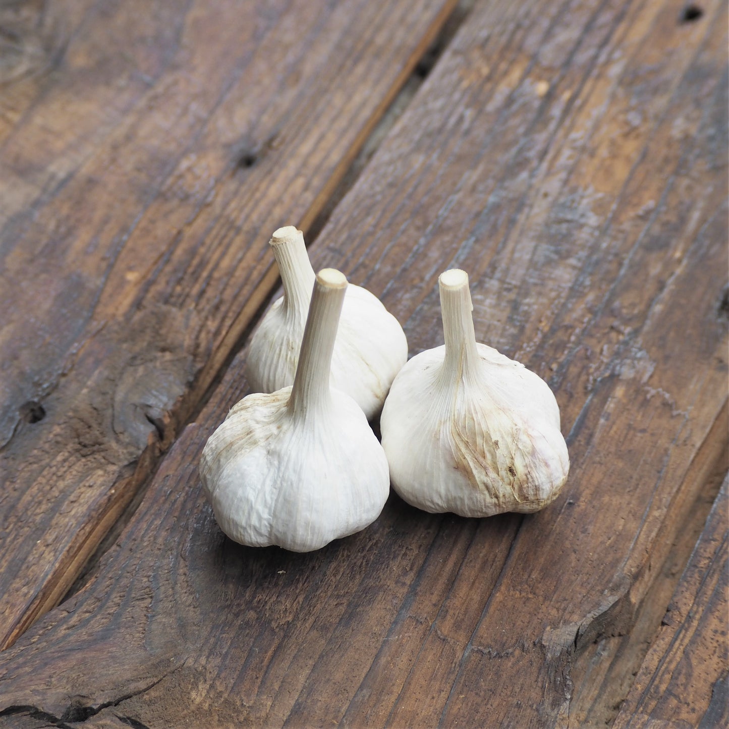 Naturally grown garlic roses (by Kawagoe) 