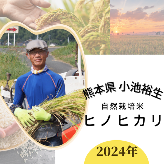 Special sale!! [2022 harvest] Hinohikari rice grown naturally by Yusei Koike