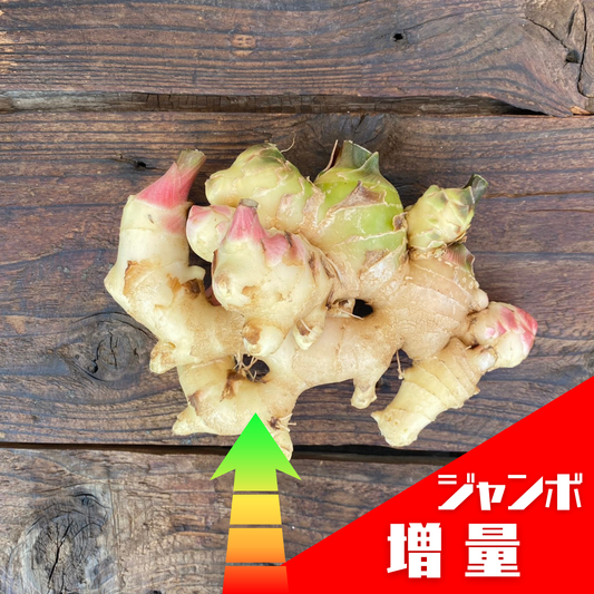 【ジャンボ増量】自然栽培栽培 生姜（豊永さん）