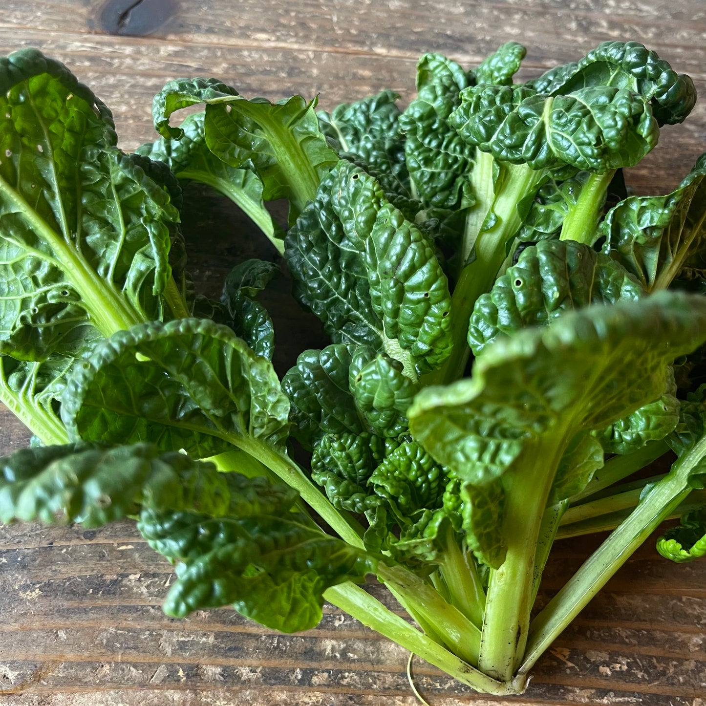 Naturally grown chijimi Yukina (Ueno-san)