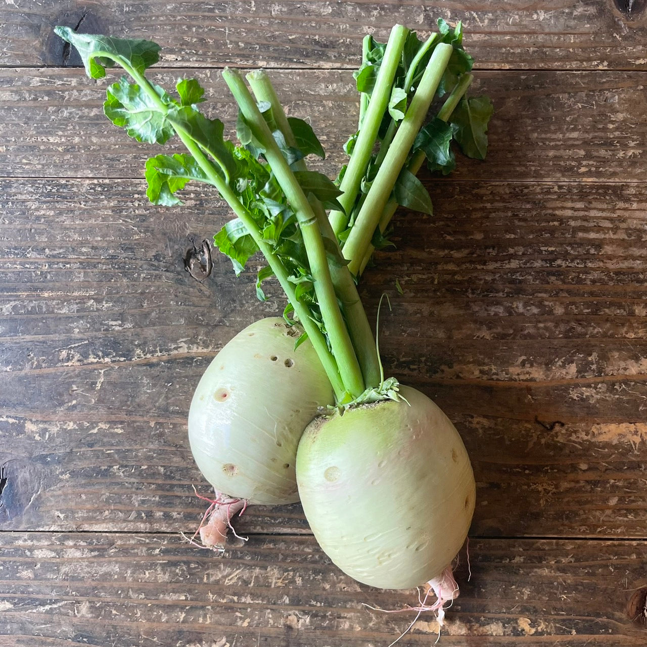 Naturally grown red radish (by Sakata) 