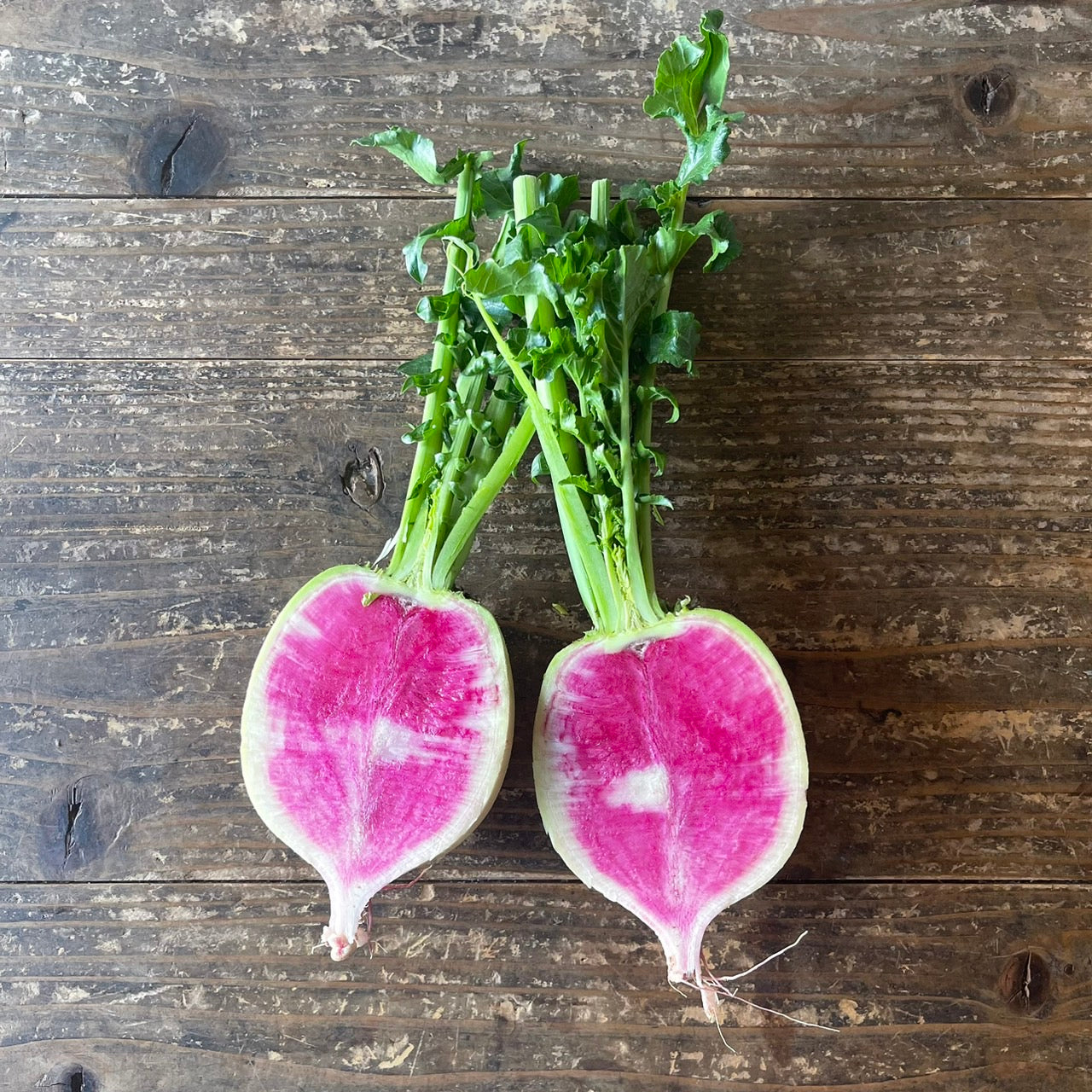 Naturally grown red radish (by Sakata) 