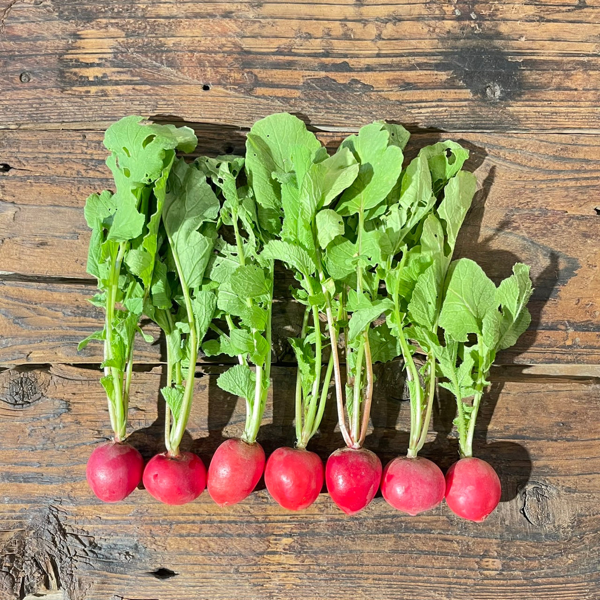 Naturally grown radishes (Ueno-san) 
