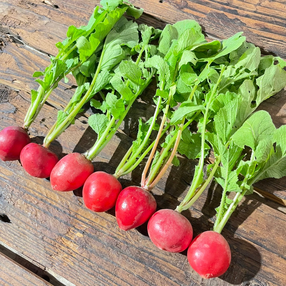 Naturally grown radishes (Ueno-san) 