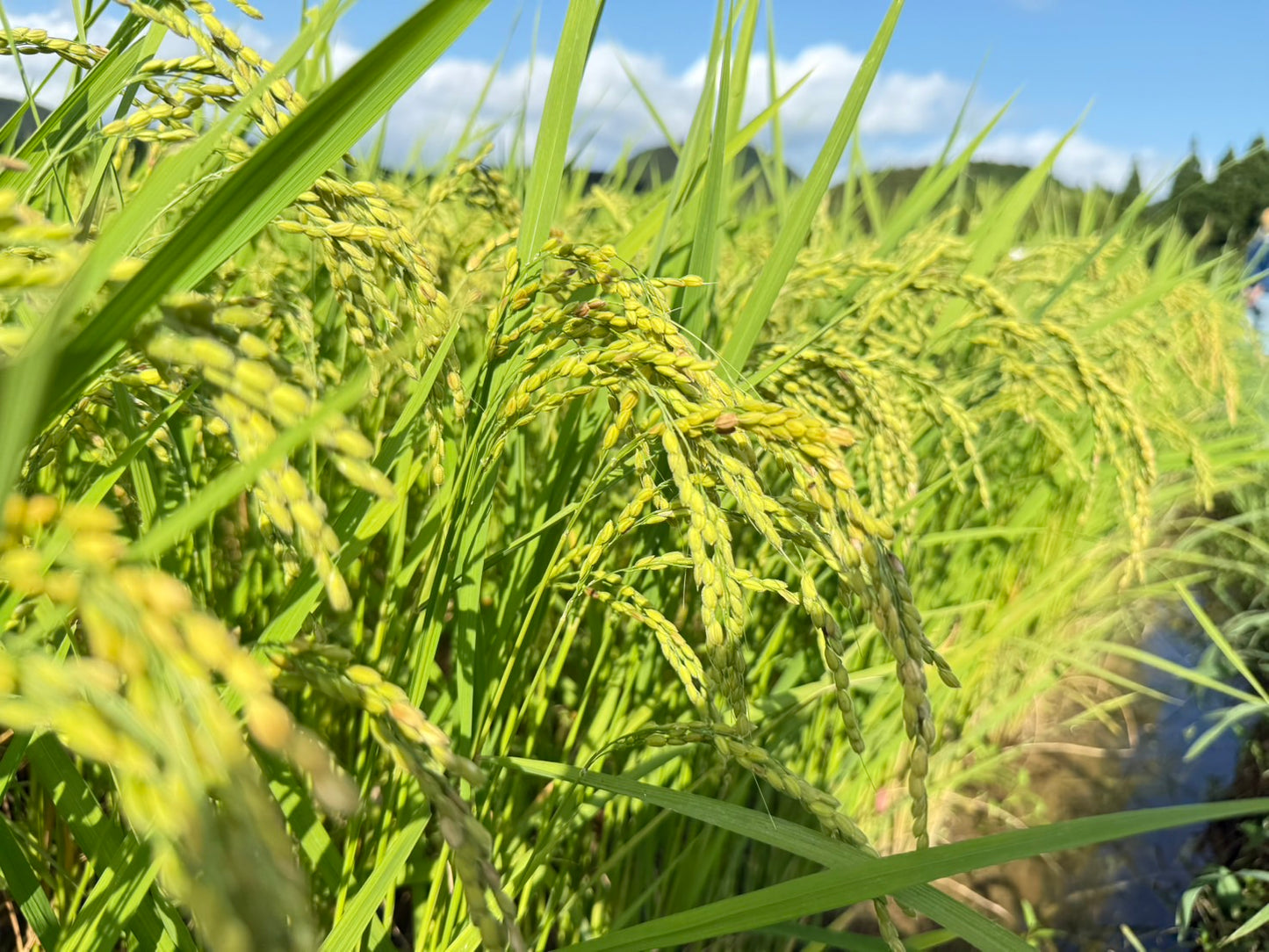 ◎【2025年米】川﨑眞志男さん　自然栽培米最高級薬膳コシヒカリ（通常販売用）