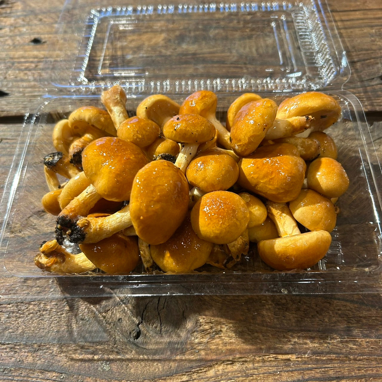 Raw shiitake mushrooms grown on logs (Mr. Watanabe)