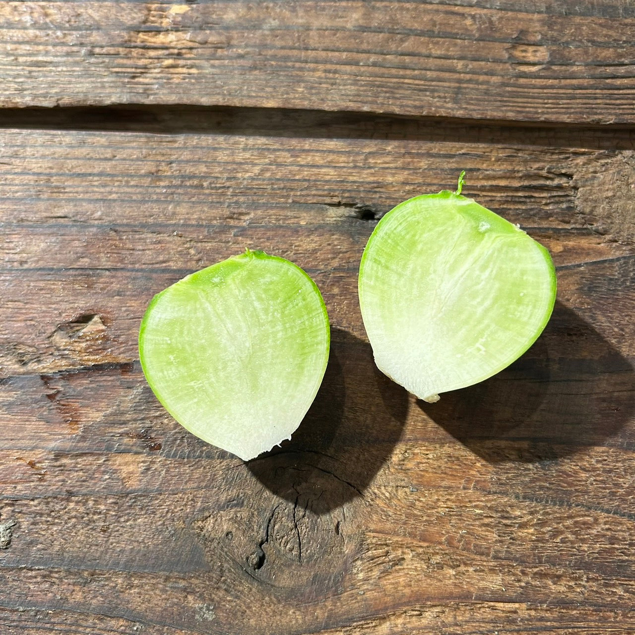 Naturally grown white turnip (by Fukumoto) 