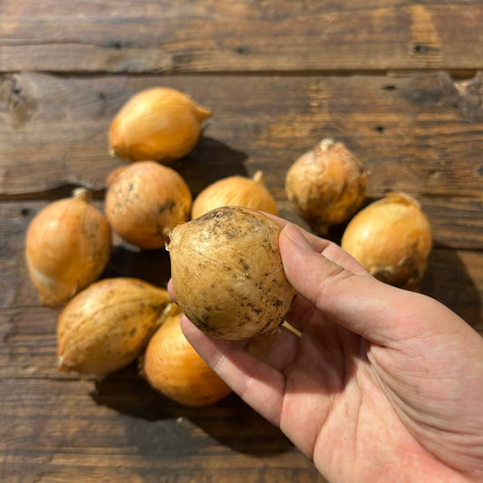 自然栽培 縄文玉ねぎ　（瀬野農園）