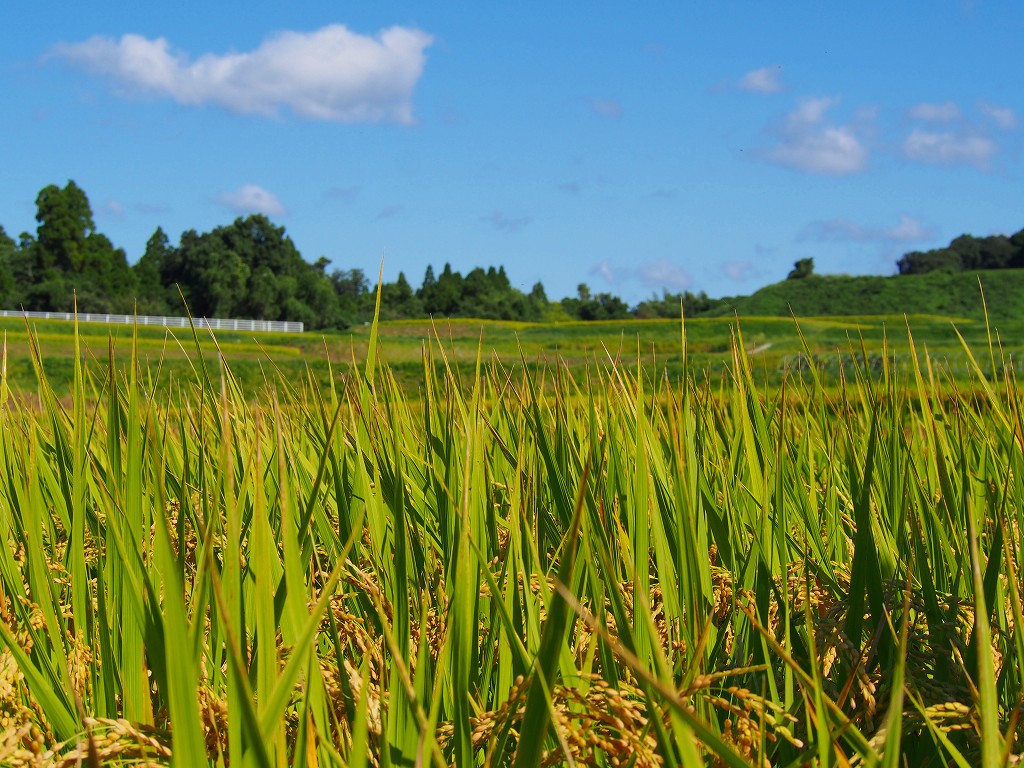 ◎【2025年米】上野松年さん　自然栽培米ヒノヒカリ（通常販売用）