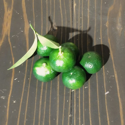 自然栽培シークワーサー (にしだ果樹園)